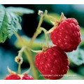 Red Raspberry Fruit P.E.